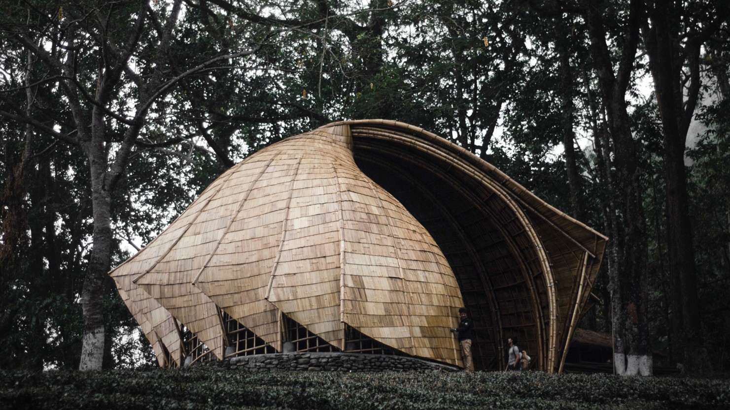 Makaibari Tea Pavillion, Kurseong - Hero View Landscape